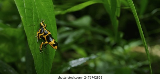 FC东京对阵上海申花亚冠小组赛精彩直播即将开始